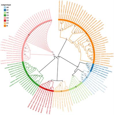 Seasonal human coronavirus NL63 epidemics in children in Guilin, China, reveal the emergence of a new subgenotype of HCoV-NL63